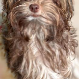 Russian Tsvetnaya Bolonka Puppies from Simply Bolonka - A Russian Tsvetnaya Bolonka Kennel