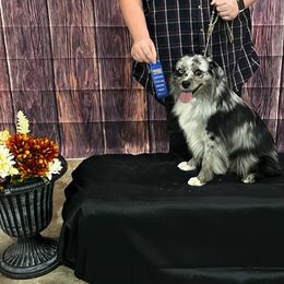 Miniature Australian Shepherds from Black Mamba