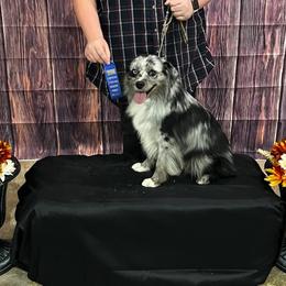 Miniature Australian Shepherds from Black Mamba
