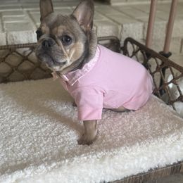 Indy - French Bulldog