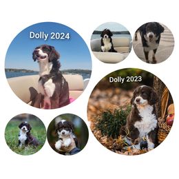 Aussiedoodle All Grown Up from Leafy Acre Mini Farm