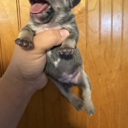 French Bulldog Puppies from Love of Frenchies