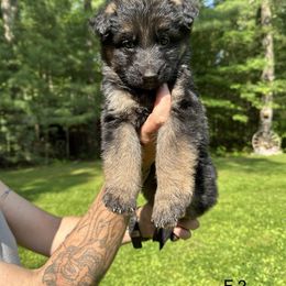 German Shepherd Puppies from Casale Shepherds