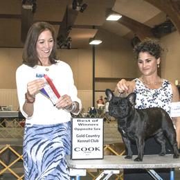 French Bulldog All Grown Up from Morgenstern's French Bulldogs