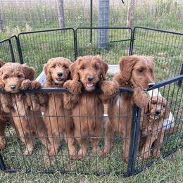 Goldendoodle Puppies from Doodles by Piper