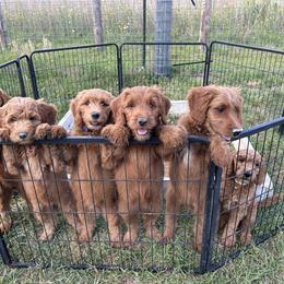 Goldendoodle Puppies from Doodles by Piper