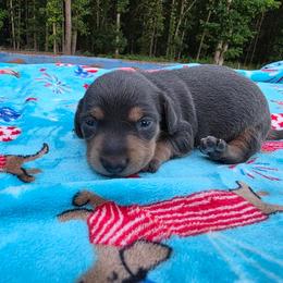 Blue - Blue and tan female Dachshund puppy in West Plains, Missouri from Spring Creek Dachshunds