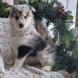 Mimosa - Gray and white female Siberian Husky puppy in Webster City, Iowa from Kaleidoscope