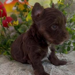 Dove (White) - Chocolate, tan and white female Yorkshire Terrier puppy in Parkersburg, West Virginia from Chocolate Diamonds in the RUFF