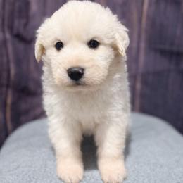 Pink Girl - White female Great Pyrenees puppy in Elfrida, Arizona from Outlaw Acres Farm & Kennels