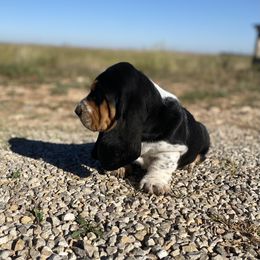 Basset Hound Puppies from Savage Sisters Basset Hounds