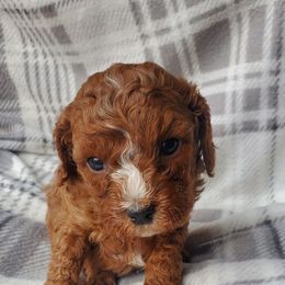 Blue boy - Red male Cavapoo puppy in Wisconsin from Catch A Cavapoo