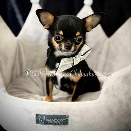 Lila - Black and tan female Chihuahua puppy in Anderson, South Carolina from Lil Treasures Chihuahuas
