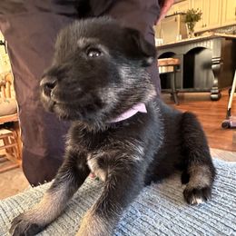Light pink - Black and white female Companion Cross puppy in Summerfeld, Florida from Amazing Standard Schnauzers