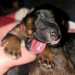 Meet Jade (Miss Red) - Black tri-color female Aussiedoodle puppy in Dolan Springs, Arizona from High Desert Companions