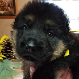 German Shepherds from Von Sagendorf Proud Paws