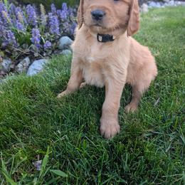 Golden Retriever Puppies from Chrysus Spirit Goldens