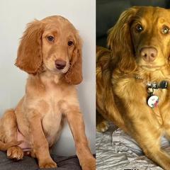 Double Doodle All Grown Up from COCKADOODLEPOO