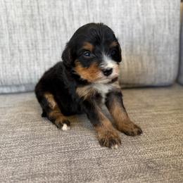Boy 1 - Tri-color male Bernedoodle puppy in Spring Hill, Florida from Ohana Doodles