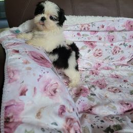 Lovely Lady Lucy - Black and white female Shih Tzu puppy in Georgia from 100 Acre Woods Shih Tzu Plantation