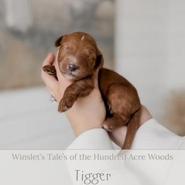 Tigger - Red  male Goldendoodle puppy in Roanoke Rapids, North Carolina from Sweeter than Honey Doodles