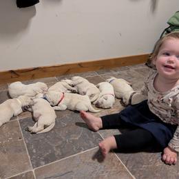 Labrador Retrievers from Lone oak pups