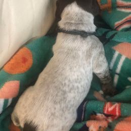 Boy 1 - German Shorthaired Pointer puppy in Fairmont, Minnesota from FairHill GSP’s