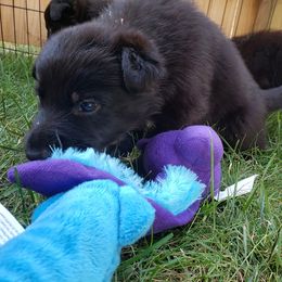 German Shepherd Puppies from Vom Haus Weinbrand