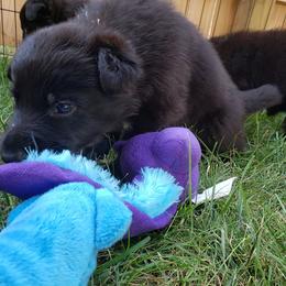 German Shepherd Puppies from Vom Haus Weinbrand