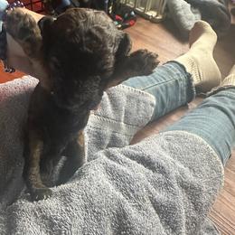 Franklin - Phantom male Goldendoodle puppy in Waynesboro, Virginia from Forest Creek Kennel