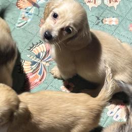 Ophelia - Cream female Dachshund puppy in Crestview, Florida from Neverending Dachies