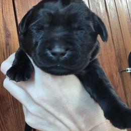Black Girl 1 - Black female Labrador Retriever puppy in Andrews, South Carolina from Leyland Cypress Retrievers