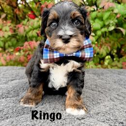 Ringo - Black male Australian Labradoodle puppy in Mason, Michigan from Monarch Labradoodles