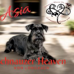 Asia - Miniature Schnauzer