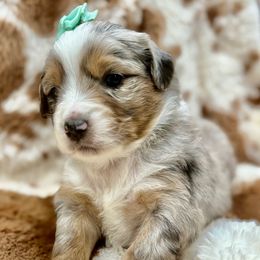 Teal collar - Blue merle female Miniature Australian Shepherd puppy in 32046, Florida from River Hill Ranch