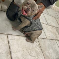 Rem - French Bulldog
