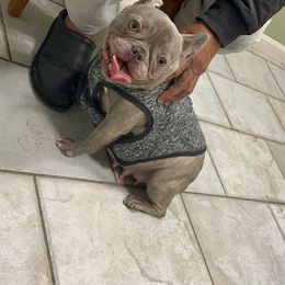 Rem - French Bulldog