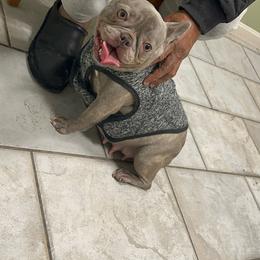 Rem - French Bulldog