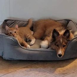Shetland Sheepdog Puppies from Kochar Shelties