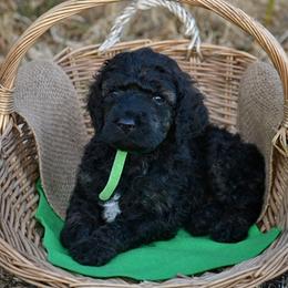 Poodle Puppies from Nay Design Poodles