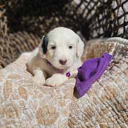 Pips Purple Collar - Black and white female Bernedoodle puppy in Bonham, Texas from Happy Valley Puppies
