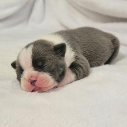 Boston Terrier Puppies from White Valley Boston Terriers