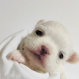 Star - White female Chihuahua puppy in Wayland, Michigan from MI Chi