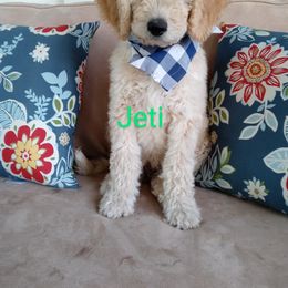 Goldendoodle Puppies from ABBEY ROAD GOLDENDOODLES