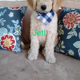 Goldendoodle Puppies from ABBEY ROAD GOLDENDOODLES