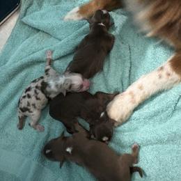 Australian Shepherd puppies from REKN’ Kennel Aussies