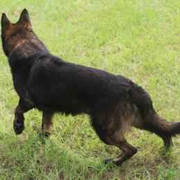 German Shepherd puppies from Triple S DDR German Shepherds