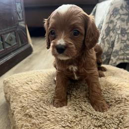 Huck - Red male Cavapoo puppy in Glendale, Arizona from Dashing Dogs