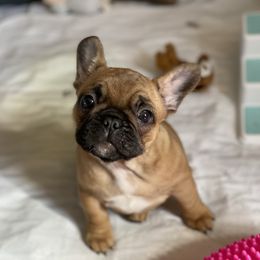 French Bulldog Puppies from Smileys French bulldogs