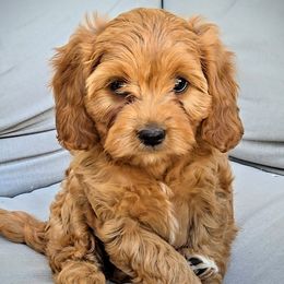 Jess - Red female Cavapoo puppy in Blackfoot, Idaho from Rocky Desert Goldens and Cavaliers